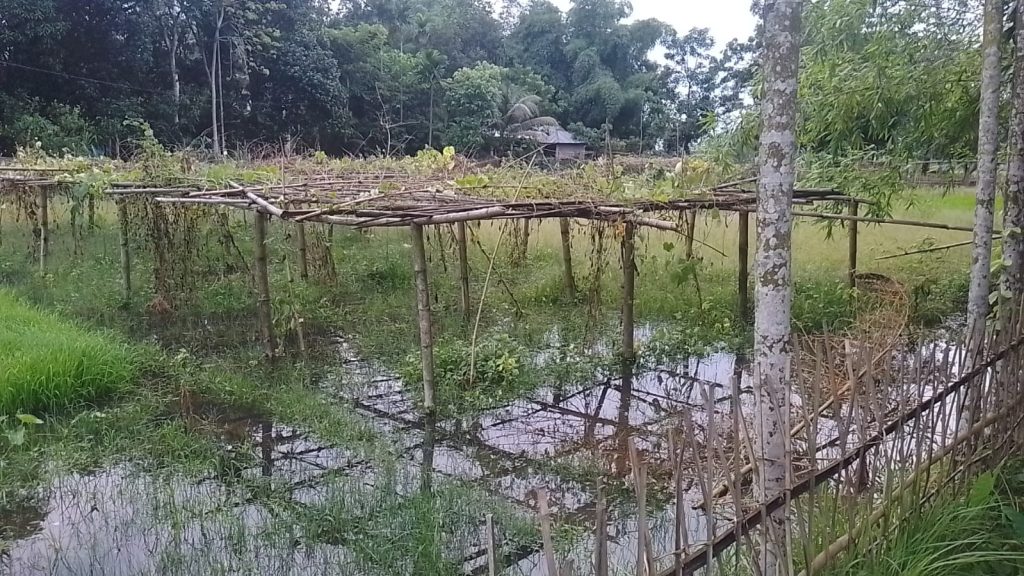 কুলাউড়ায় জলাবদ্ধতায় নষ্ট হচ্ছে ফসল, ক্ষুব্ধ গ্রামবাসী