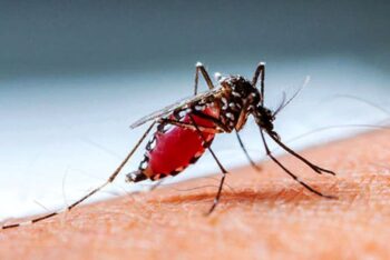 ডেঙ্গুতে মৃত্যু ১, ভর্তি ১৫৩