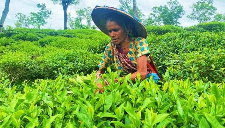 চট্টগ্রাম চা নিলামে ন্যাশনাল টি কোম্পানির নতুন রেকর্ড, ১২ বাগানের চা বিক্রি সাড়ে ৪ কোটি
