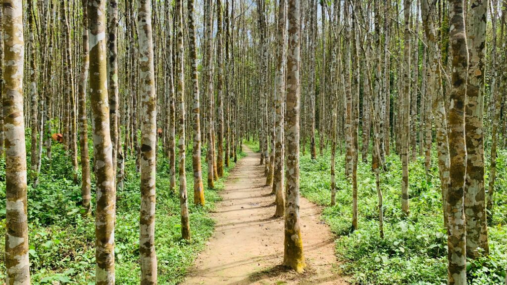 পাথারিয়ার পাদদেশে সুগন্ধির সাম্রাজ্য, বিশ্ববাজারে বড়লেখার আগর-আতর