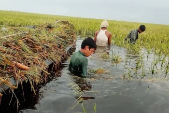 দুশ্চিন্তায় সুনামগঞ্জের কৃষকরা