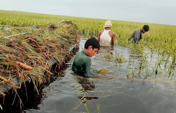 দুশ্চিন্তায় সুনামগঞ্জের কৃষকরা