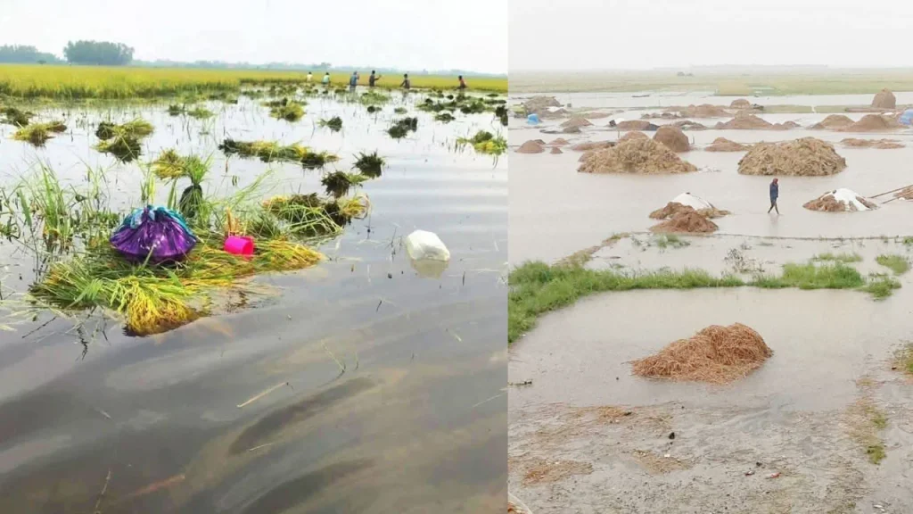 হবিগঞ্জে হাওরে ডুবছে কৃষকের স্বপ্ন