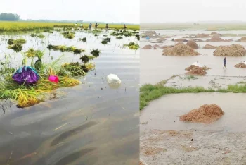 হবিগঞ্জে হাওরে ডুবছে কৃষকের স্বপ্ন