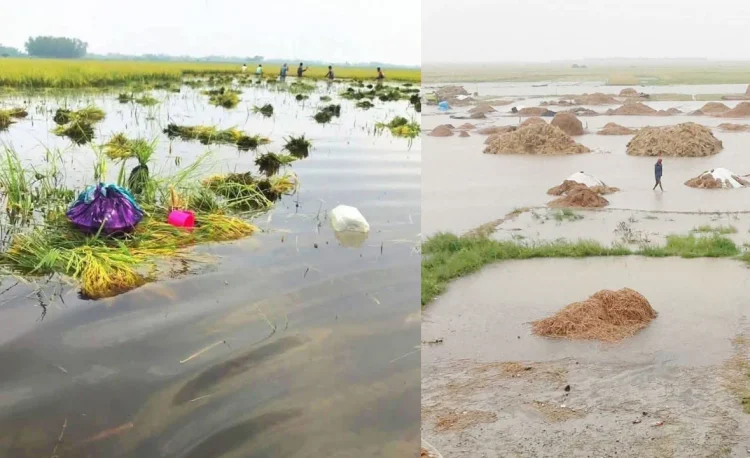 হবিগঞ্জে হাওরে ডুবছে কৃষকের স্বপ্ন