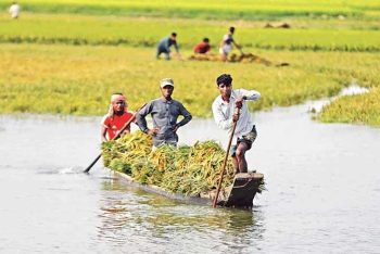 দ্রুত হাওড়ের বোরো ধান কাটার আহবান পাউবোর