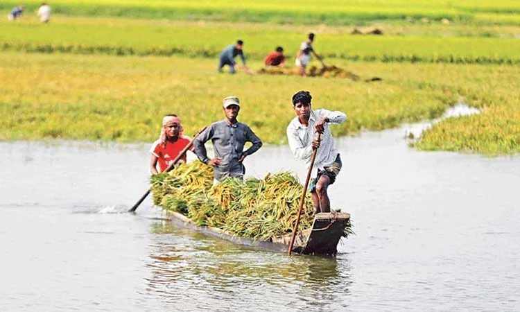দ্রুত হাওড়ের বোরো ধান কাটার আহবান পাউবোর