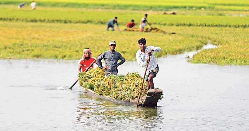 দ্রুত হাওড়ের বোরো ধান কাটার আহবান পাউবোর