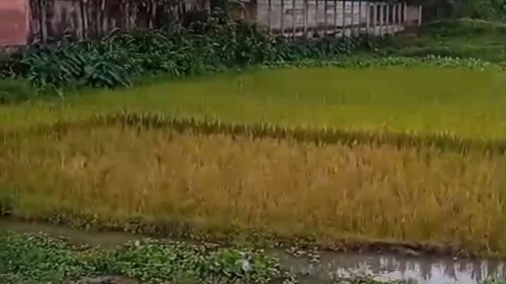 ছাতকে আধাপাকা ধান ও গাছ কেটে নিল প্রতিপক্ষ