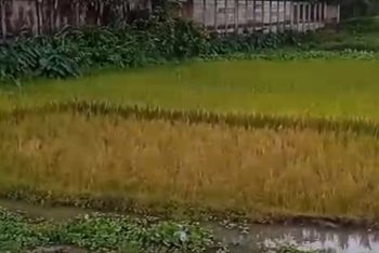 ছাতকে আধাপাকা ধান ও গাছ কেটে নিল প্রতিপক্ষ
