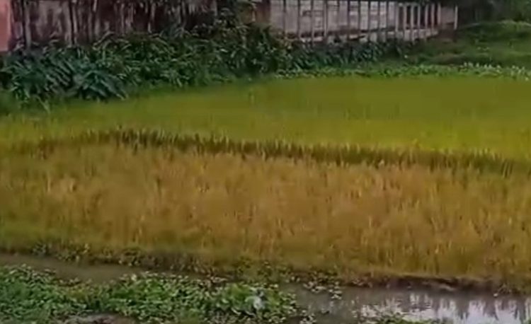 ছাতকে আধাপাকা ধান ও গাছ কেটে নিল প্রতিপক্ষ