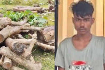 বিশ্বনাথে স-মিল থেকে চোরাই গাছ উদ্ধার, আটক ১
