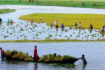হবিগঞ্জের হাওরে তলিয়ে গেছে ৩৪০ কোটি টাকার ধান