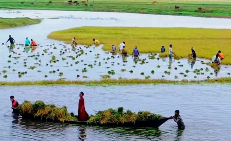 হবিগঞ্জের হাওরে তলিয়ে গেছে ৩৪০ কোটি টাকার ধান