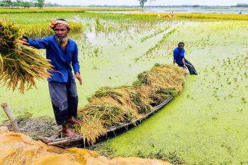হাওরে ফসলহানির ঢেউ কি লাগবে চালের দামে?