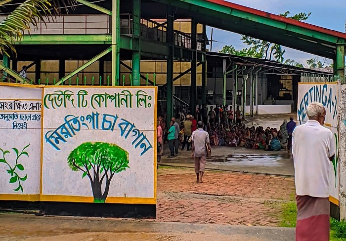 বেতনের দাবিতে ৪টি চা বাগানে ধর্মঘট: ঈদে হাহাকার শ্রমিক পরিবারে
