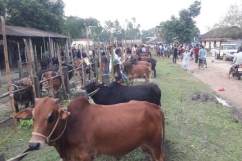 ঈদে উৎকণ্ঠায় মৌলভীবাজারের খামারিরা