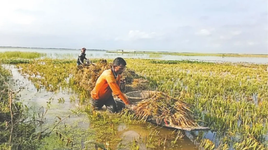 পচা ধান আর ঋণের চাপে দিশেহারা কৃষকেরা