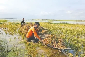 পচা ধান আর ঋণের চাপে দিশেহারা কৃষকেরা