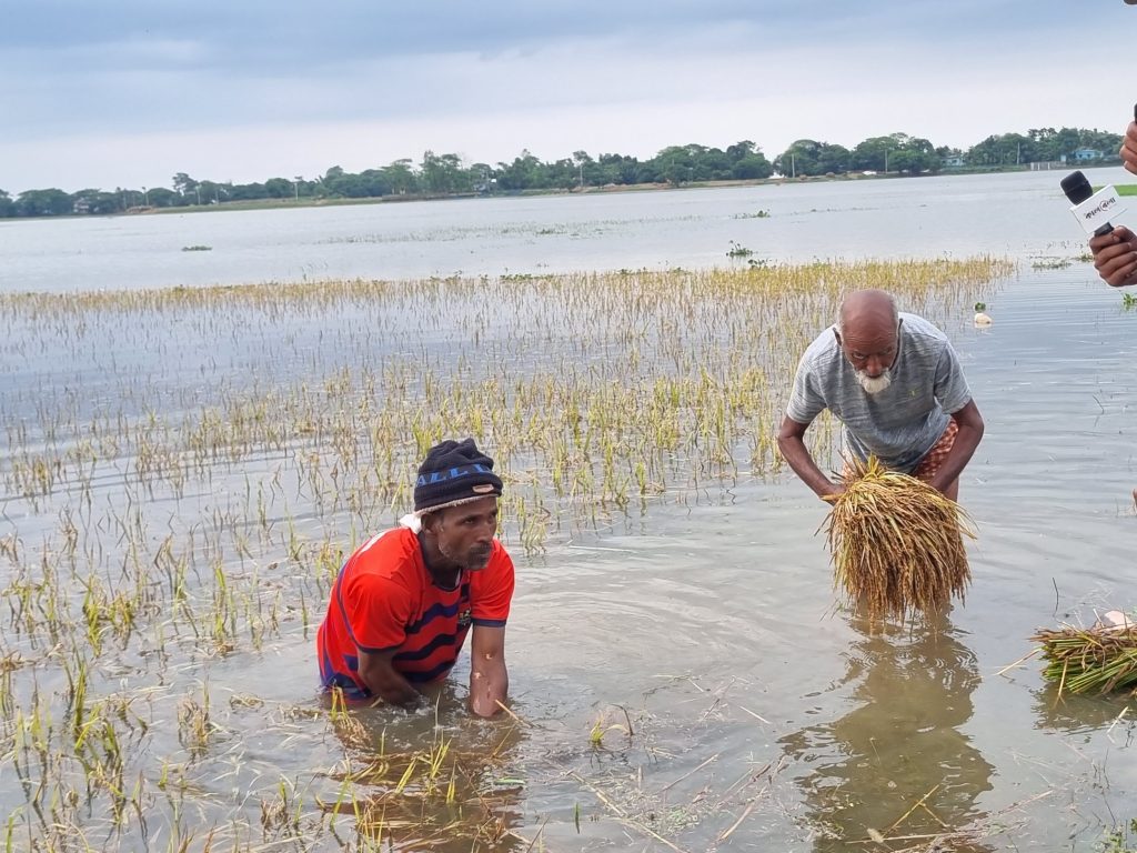 হাওরে পানি কমলেও কমেনি কৃষকের আহাজারি
