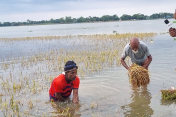 হাওরে পানি কমলেও কমেনি কৃষকের আহাজারি