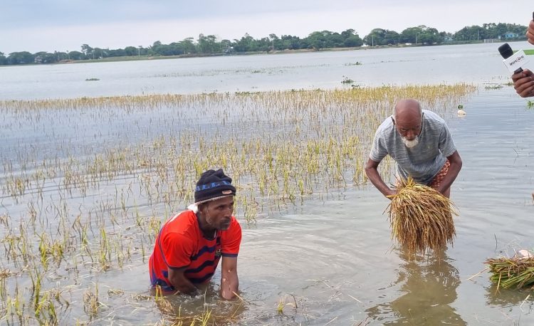 হাওরে পানি কমলেও কমেনি কৃষকের আহাজারি
