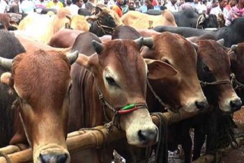 মৌলভীবাজারে খামারের গরু আকৃষ্ট করছে ক্রেতাদের