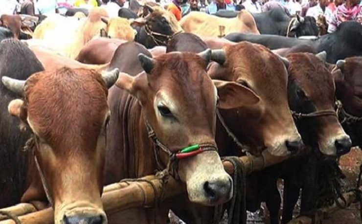 মৌলভীবাজারে খামারের গরু আকৃষ্ট করছে ক্রেতাদের