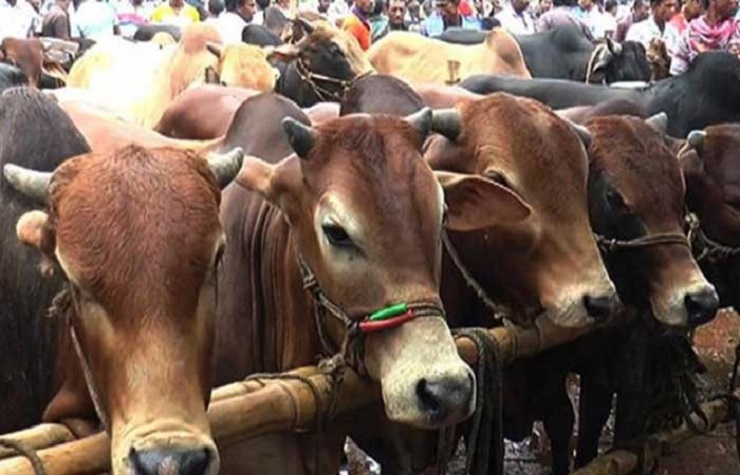 মৌলভীবাজারে খামারের গরু আকৃষ্ট করছে ক্রেতাদের