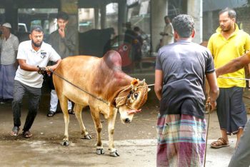 ঈদের দ্বিতীয় দিনেও সিলেটে কোরবানির ব্যস্ততা, কমেছে কসাই সংকট