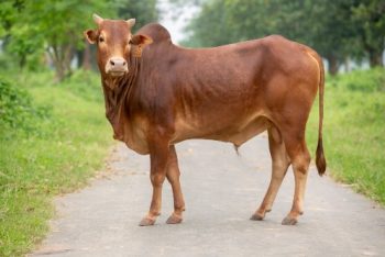 গরুর বার্থ সার্টিফিকেট না থাকলে শাস্তি