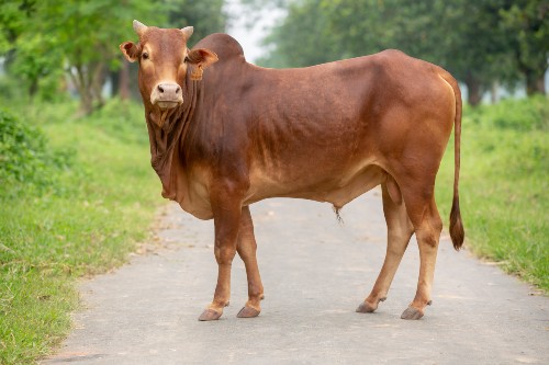 গরুর বার্থ সার্টিফিকেট না থাকলে শাস্তি