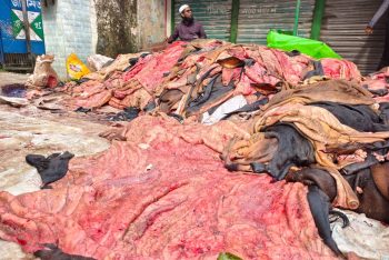 সিলেটে কোরবানির চামড়া বিক্রি নামমাত্র মূল্যে