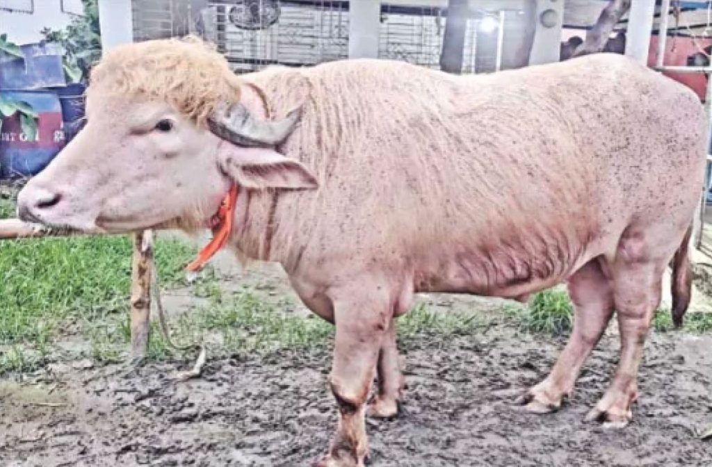 কোরবানির অপেক্ষায় আদুরে মহিষ ‘ডোনাল্ড ট্রাম্প’
