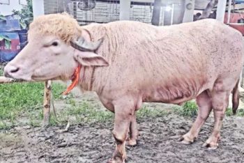কোরবানির অপেক্ষায় আদুরে মহিষ ‘ডোনাল্ড ট্রাম্প’