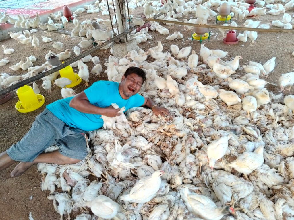 ছাতকে হুশিয়ার আলীর স্বপ্নভঙ্গ, এক রাতে হত্যা ১৫০০ মোরগ