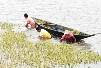হাওরে ডুবন্ত ধানেও থাবা, ৭০ নৌকা নিয়ে লুটের অভিযোগ