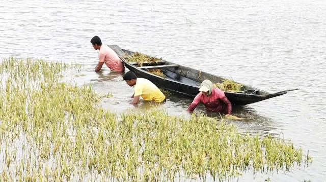 হাওরে ডুবন্ত ধানেও থাবা, ৭০ নৌকা নিয়ে লুটের অভিযোগ