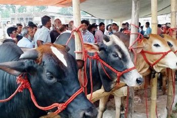 সীমান্তে সক্রিয় চোরাকারবারি, দুশ্চিন্তায় খামারি