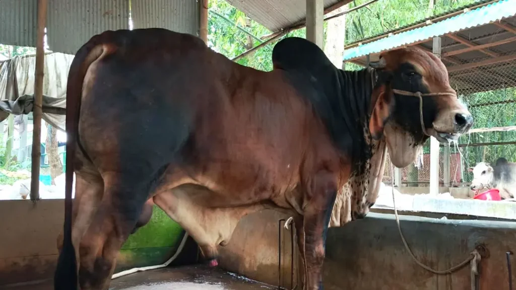 জামালপুরের ‘ক্রিস গেইল’-এর দাম ৬ লাখ টাকা