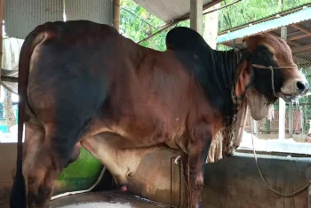 জামালপুরের ‘ক্রিস গেইল’-এর দাম ৬ লাখ টাকা