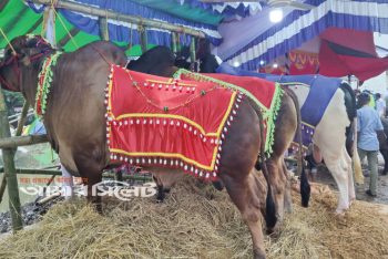 সিলেটের বৃহৎ পশুর হাটে এবার নেই চিরচেনা কোলাহল