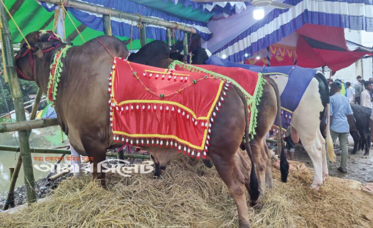 সিলেটের বৃহৎ পশুর হাটে এবার নেই চিরচেনা কোলাহল