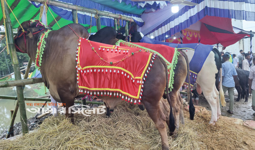 সিলেটের বৃহৎ পশুর হাটে এবার নেই চিরচেনা কোলাহল