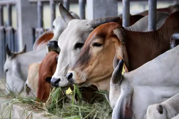 গরু নিয়ে বিপদে ভারতের হিন্দুরা