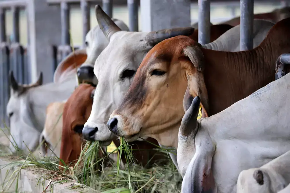 গরু নিয়ে বিপদে ভারতের হিন্দুরা