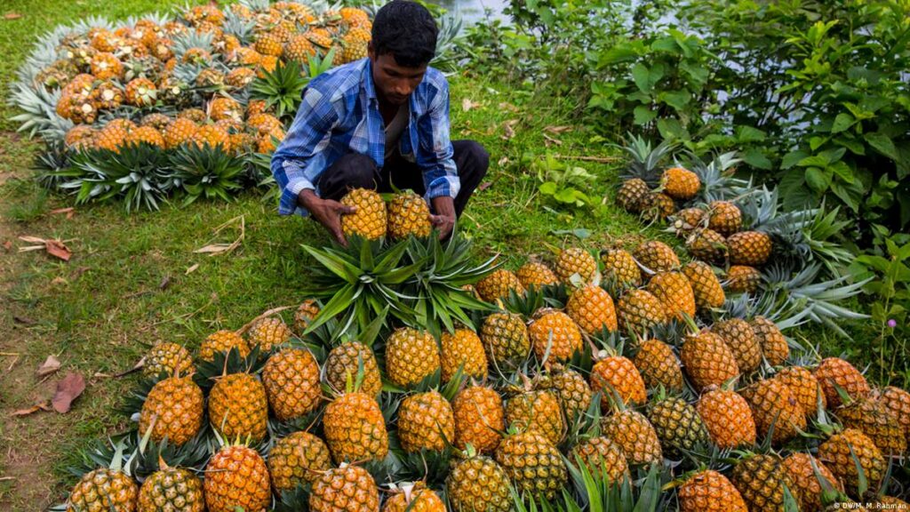 চাহিদা বেড়েছে ফেঞ্চুগঞ্জের আনারসের