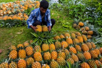 চাহিদা বেড়েছে ফেঞ্চুগঞ্জের আনারসের