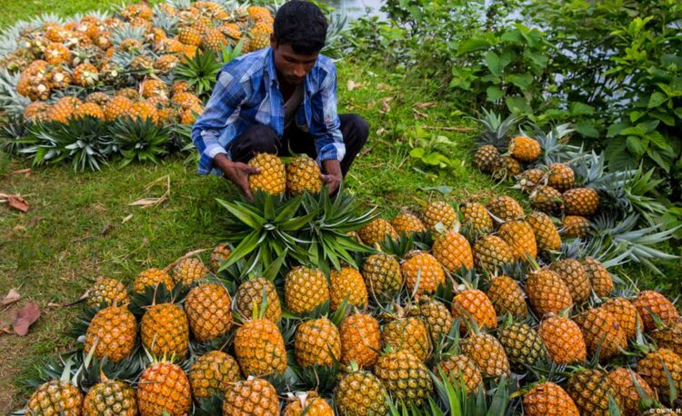 চাহিদা বেড়েছে ফেঞ্চুগঞ্জের আনারসের