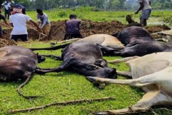 মৌলভীবাজারে বজ্রপাতে ১৪টি গবাদিপশুর মৃত্যু